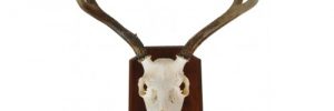 Desk Name Plate featuring a deer skull with antlers mounted on a wooden plaque and includes a small photo at the bottom.