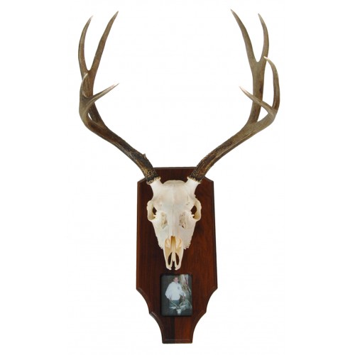 Desk Name Plate featuring a deer skull with antlers mounted on a wooden plaque and includes a small photo at the bottom.